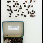 Euterpe catinga Fruto