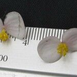 Begonia quaternata Ostatní