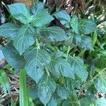 Hypoestes aristata Leaf