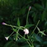 Epilobium parviflorumBlomst