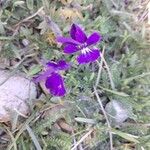 Viola lutea Çiçek