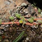 Alchemilla pinnata چھال