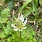 Anemone decapetala Fruit