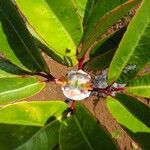 Cunonia macrophylla Φύλλο