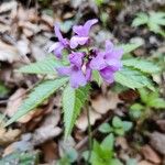 Cardamine pentaphyllos Квітка