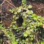 Lysimachia tenella Leaf