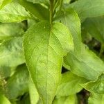 Solidago virgaurea Blatt