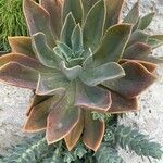 Echeveria gigantea Fulla