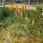 Eremurus stenophyllus Blodyn