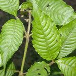 Palicourea cyanococca List