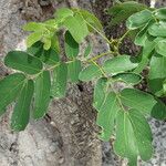 Albizia lebbeck Foglia