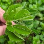 Senna obtusifolia Feuille