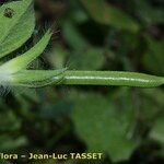 Lotus conjugatus Fruit