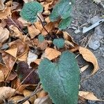 Eurybia divaricata Leaf