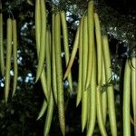 Parmentiera cereifera Fruit