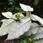 Solanum schlechtendalianum Плод