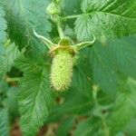 Rubus rosifolius Frukto