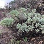 Artemisia thuscula Habit