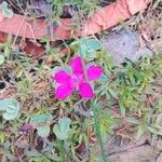 Dianthus deltoidesBlomma