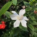 Gardenia taitensis Blomma