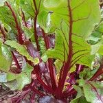 Beta vulgaris List