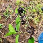 Coutarea hexandra Fruto