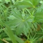 Potentilla erecta पत्ता