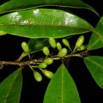 Erythroxylum macrophyllum Плод