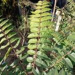 Ailanthus altissima Blatt