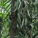 Vanilla planifolia 叶