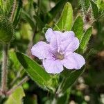 Ruellia humilis Kvet