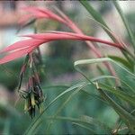 Billbergia nutans 花