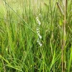 Spiranthes aestivalis Flower