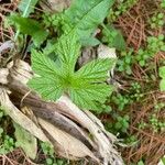 Hydrastis canadensis Leaf