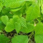 Dioscorea villosa Leaf