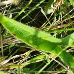 Ipomoea mombassana पत्ता