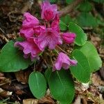 Rhododendron orbiculare Habitus