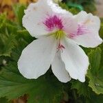Pelargonium grandiflorum Fleur