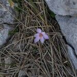 Crocus cambessedesii Квітка