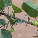 Flacourtia indica Blatt