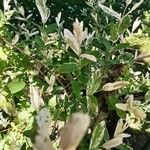 Salix cinerea Foglia