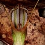 Pterostylis ophioglossa Çiçek