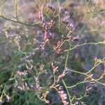 Limonium bellidifolium Lorea