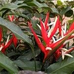 Heliconia angusta Kukka