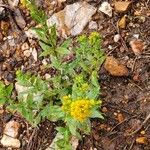 Solidago petiolaris 花