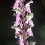 Orchis spitzelii Квітка