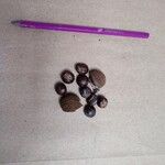 Paracroton pendulus Fruit