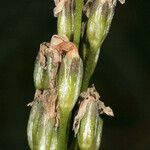 Primula laurentiana Fruit