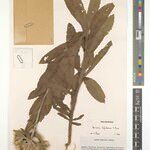 Vernonia lafukensis Other