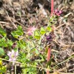 Lupinus microcarpus ᱡᱚ